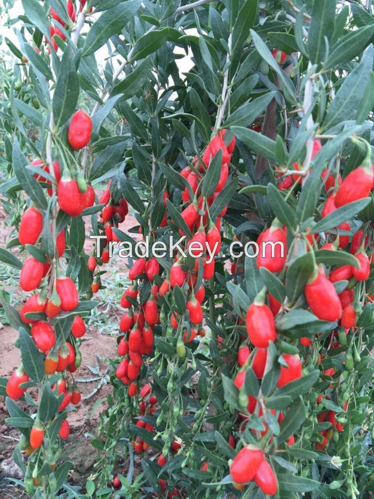 Dried chinese gojiberry