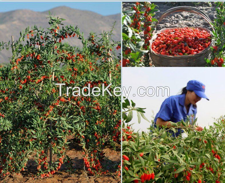 Dried chinese gojiberry , good for your health