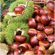 Chinese chestnut in shell