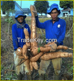 Fresh Cassava, Cassava Chips, Cassava flour, Tapioca flour, Alphastarch, Frozen cassava