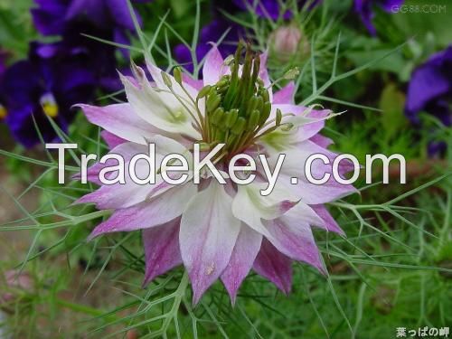 Black seed; Nigella Sativa Extract; Thymoqinone