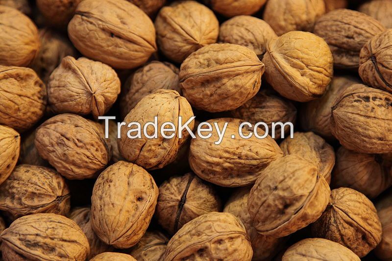 Fresh , High Quality Walnuts,Low Price