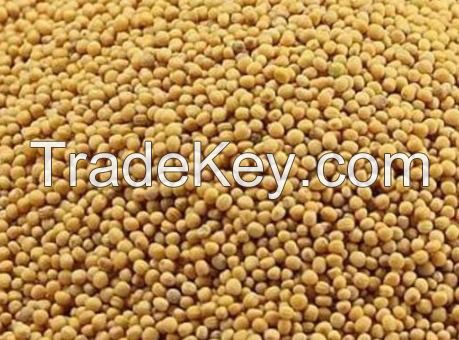 Pure Yellow Mustard Seeds