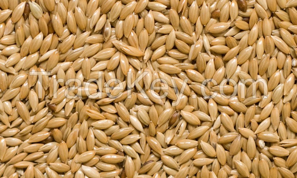 Top Sale! Canary Seeds