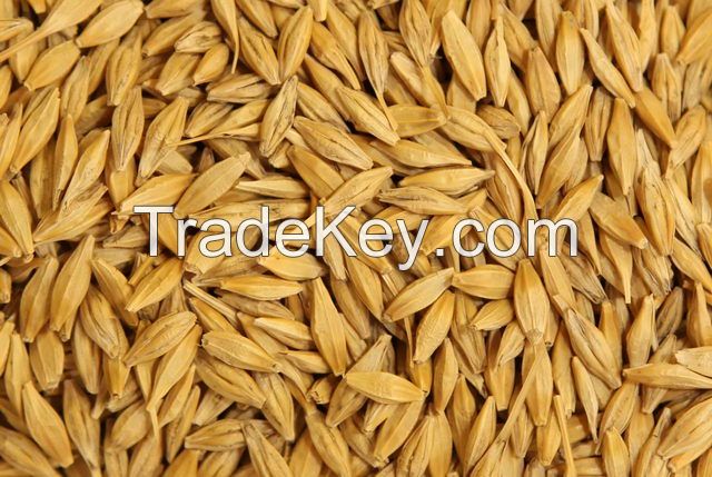 Top Quality Barley