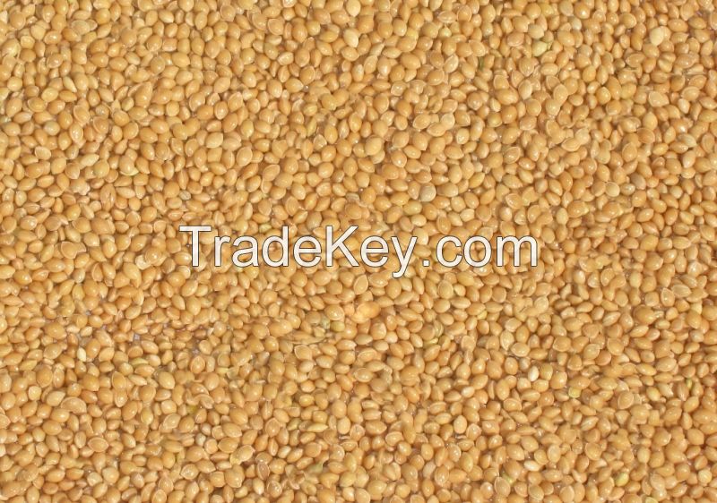 Best Quality Yellow Millet