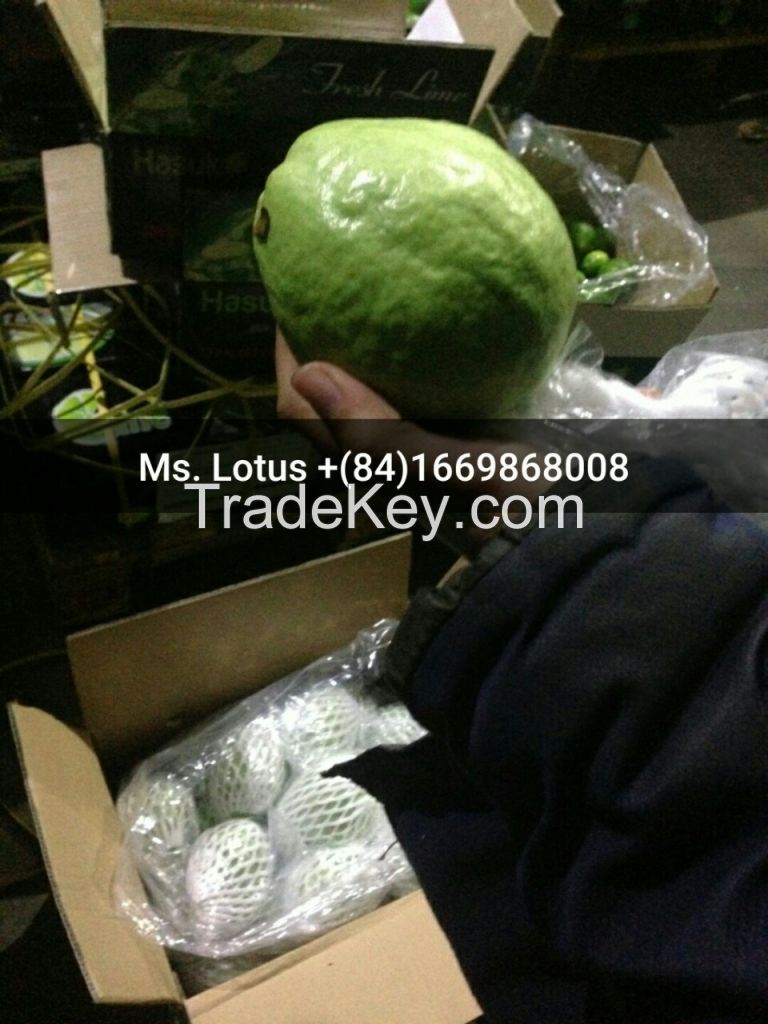 Fresh guava exporter Vietnam original with high quality