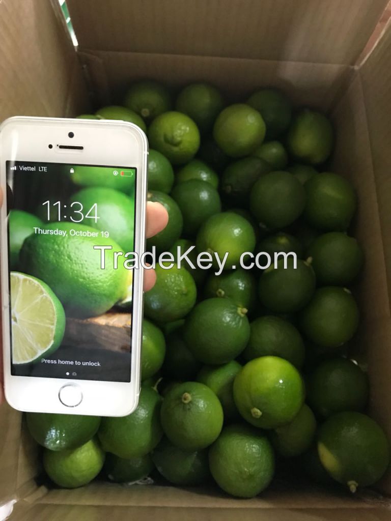 Fresh Lime with seed/ seedless Lime vietnam supplier