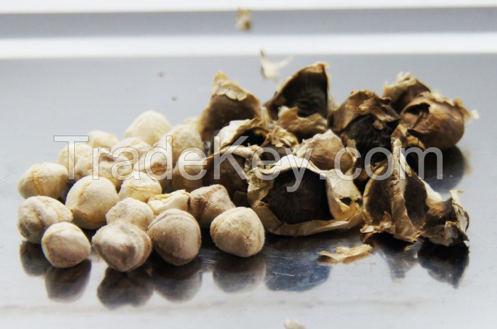 Moringa seeds