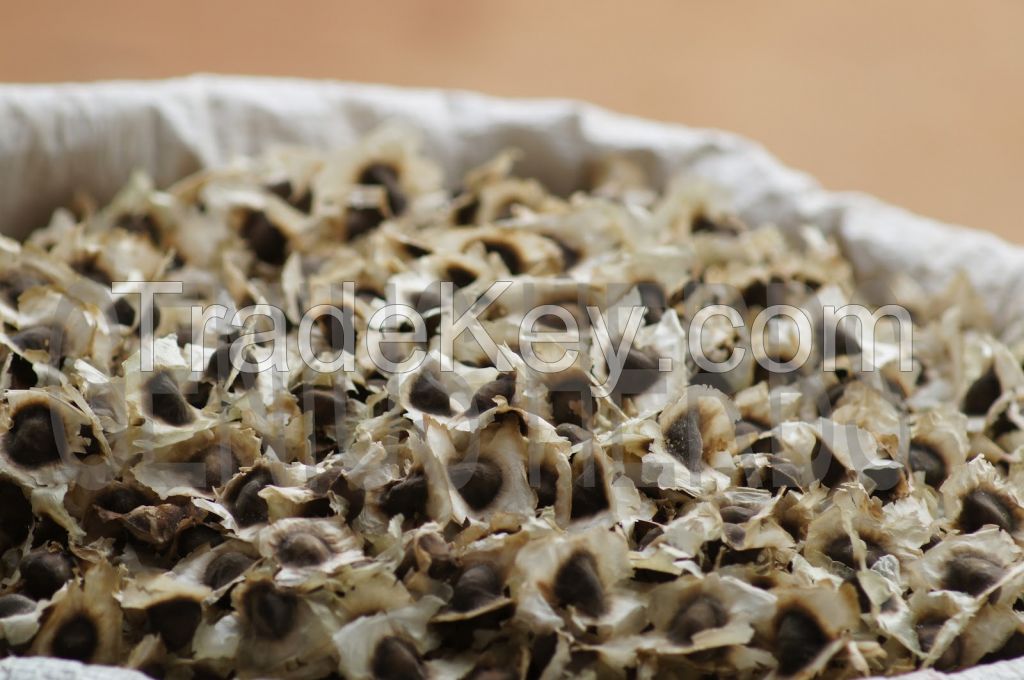 moringa seeds