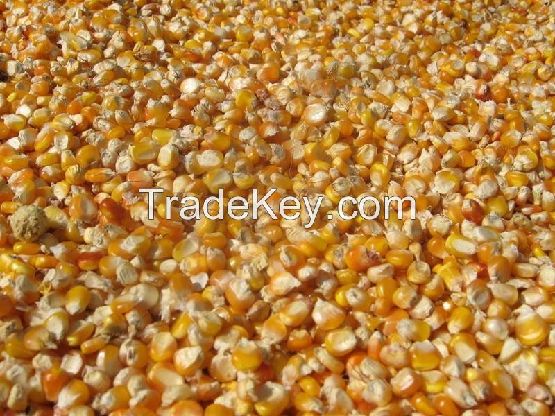 Yellow corn