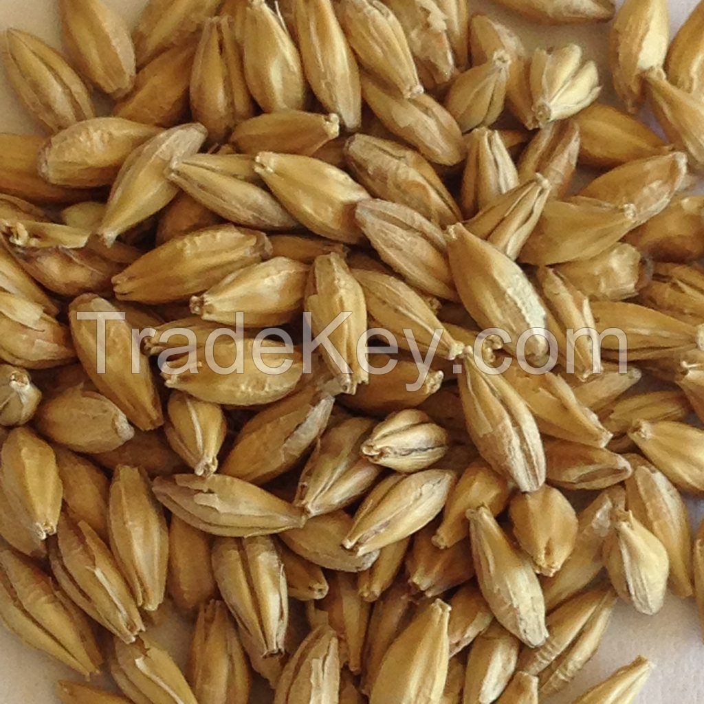 Barley