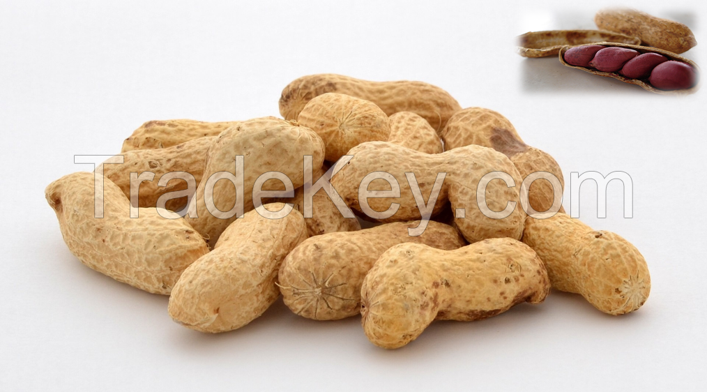 Groundnut Kernel (Raw Peanut)