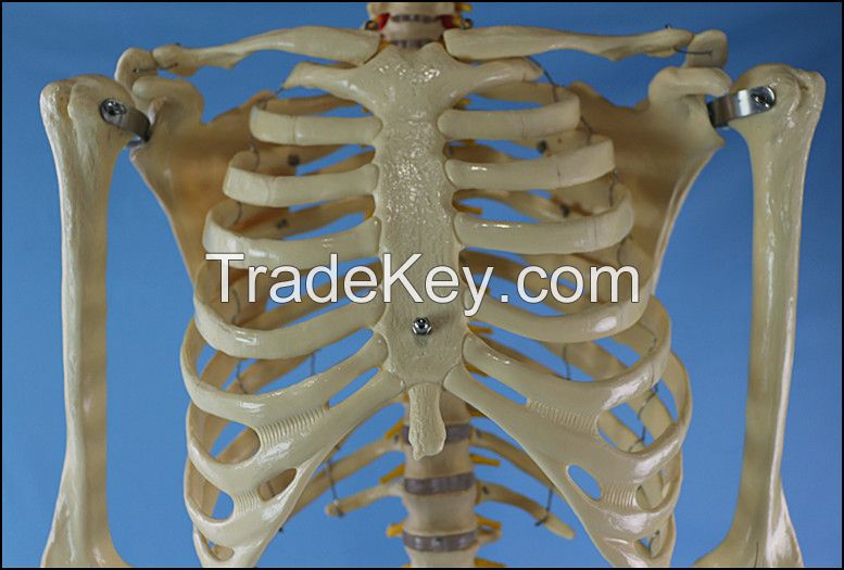 170cm Life Size Human Skeleton Medical Teaching Anatomy Model