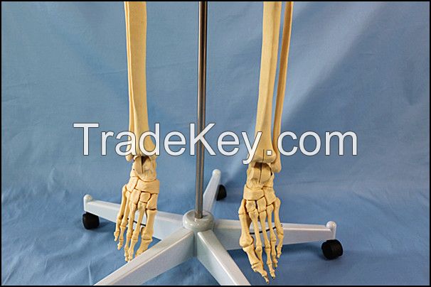 170cm Life Size Human Skeleton Medical Teaching Anatomy Model