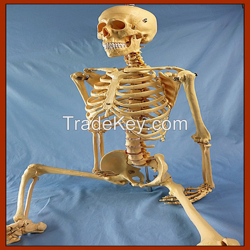 170cm Life Size Human Skeleton Medical Teaching Anatomy Model