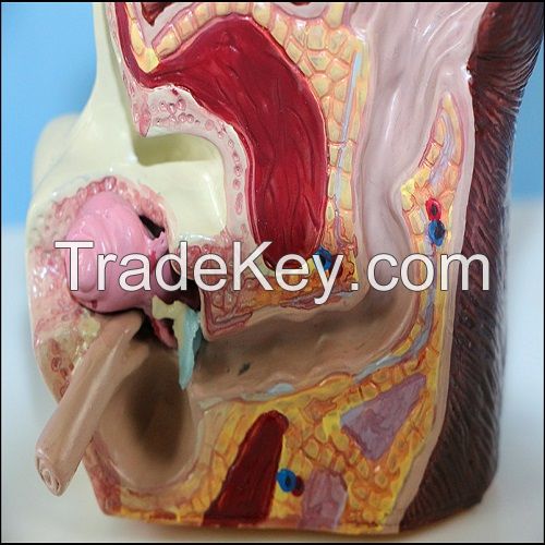 Anatomical Animal Ear Model Dog Sick and Health Ear Model