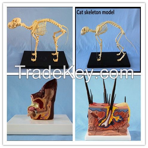 Anatomical Animal Ear Model Dog Sick and Health Ear Model