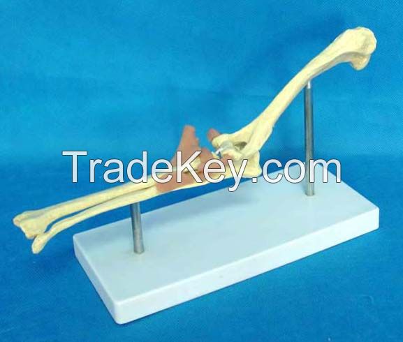 The Animal Bones Model of Dog Elbow Joint