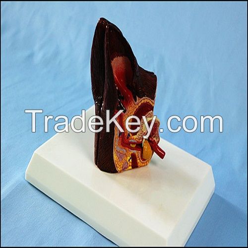 Anatomical Animal Ear Model Dog Sick and Health Ear Model