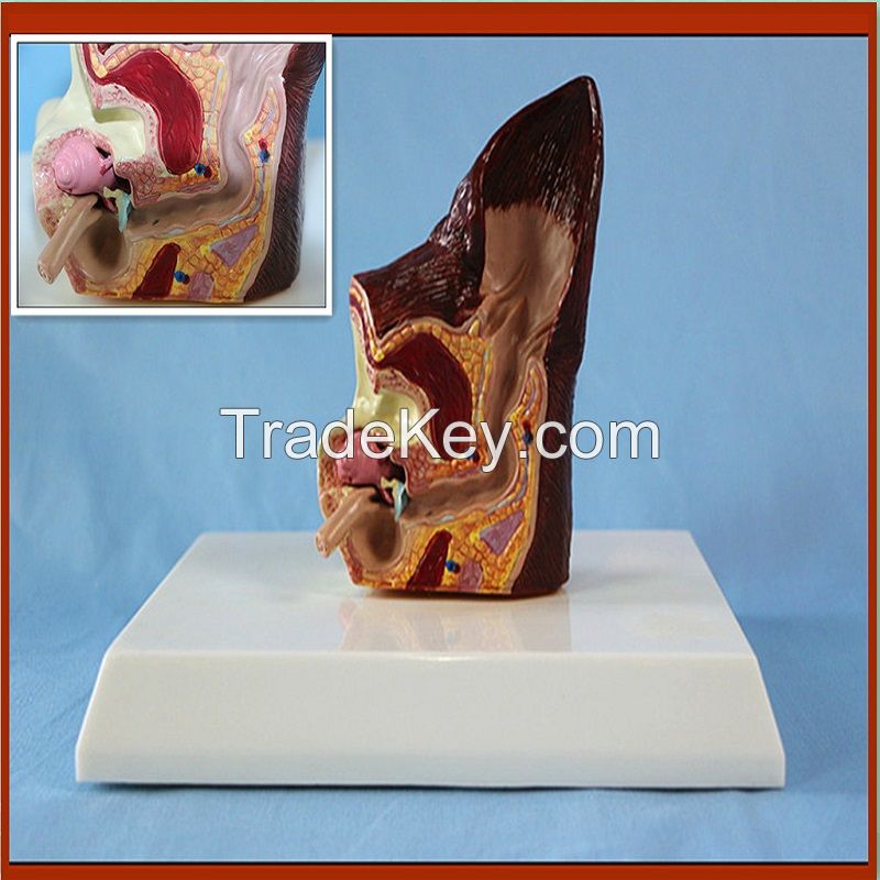 Anatomical Animal Ear Model Dog Sick and Health Ear Model