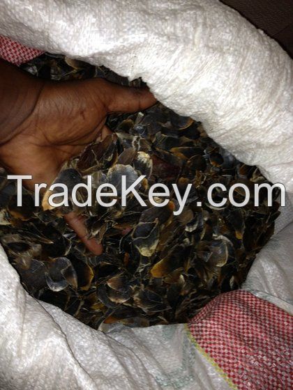  Live Pangolin , Pangolin Scales And Pangolin Meat For Sale