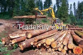 Best Quality Timber Logs and Lumbers