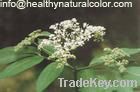 elderberry anthocyanin