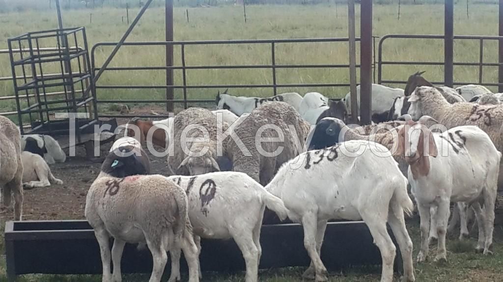 Boer Goat, Kalahari Red, merino Sheep, Doper Sheep, Bull