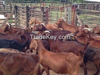 Boer Goat, Kalahari Red, merino Sheep, Doper Sheep, Bull