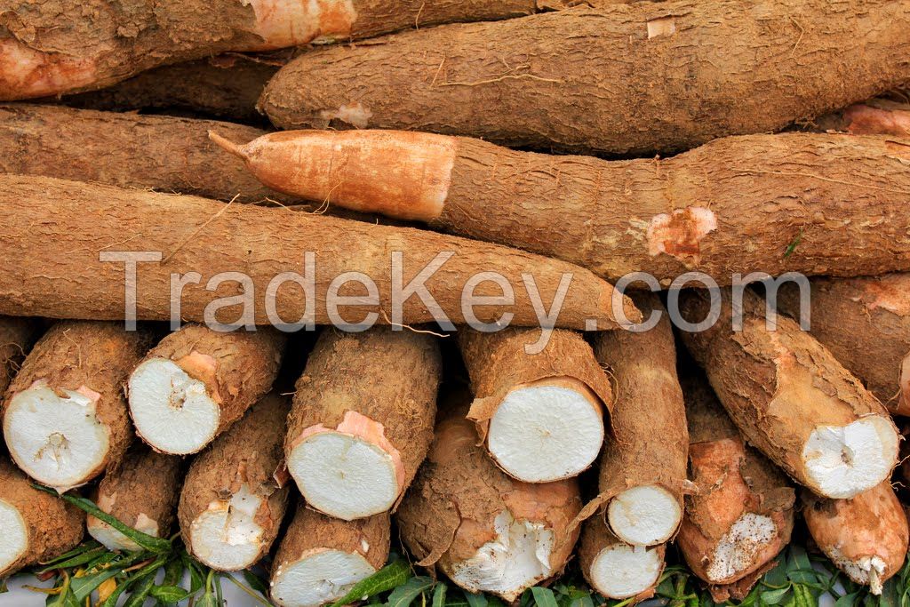 Fresh Cassava And Cassava Chips For Sale