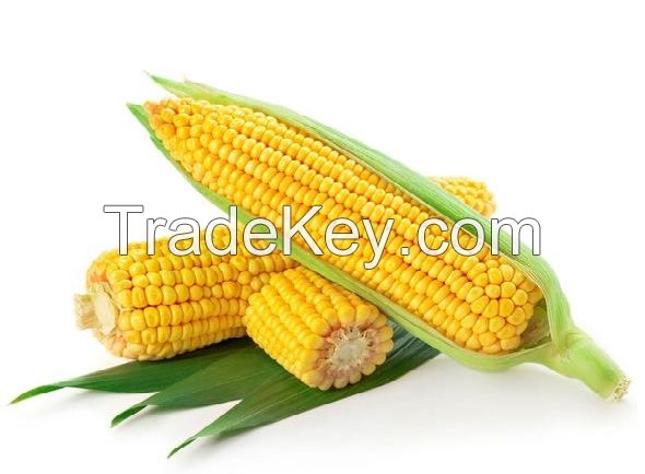 Maize