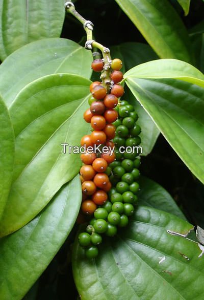 BLACK AND WHITE PEPPER IN VIETNAM