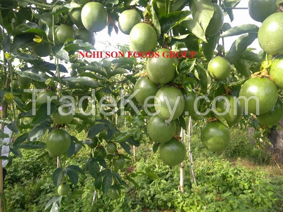 Fresh Passion Fruit From Vietnam