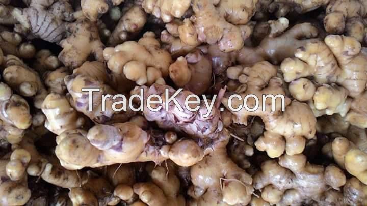 Fresh Ginger From Viet Nam good quality with low price