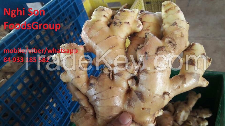 Fresh Ginger From Viet Nam good quality with low price