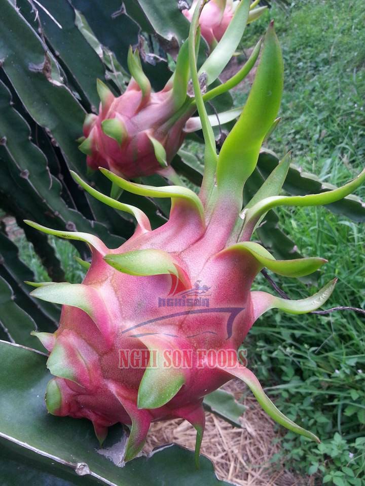 DRAGON FRUIT - WHITE FLESH