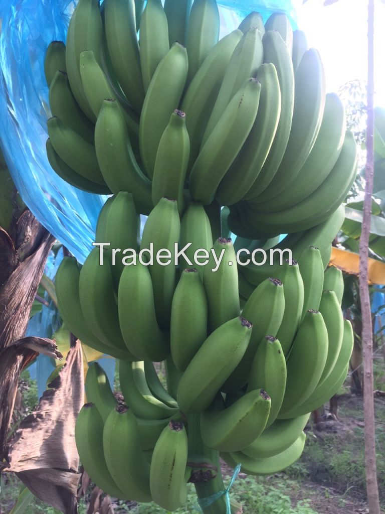 CAVENDISH BANANA