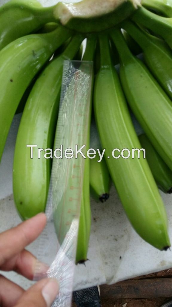 FRESH CAVENDISH BANANA