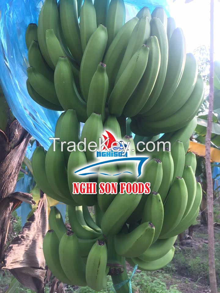 Cavendish Banana from Vietnam