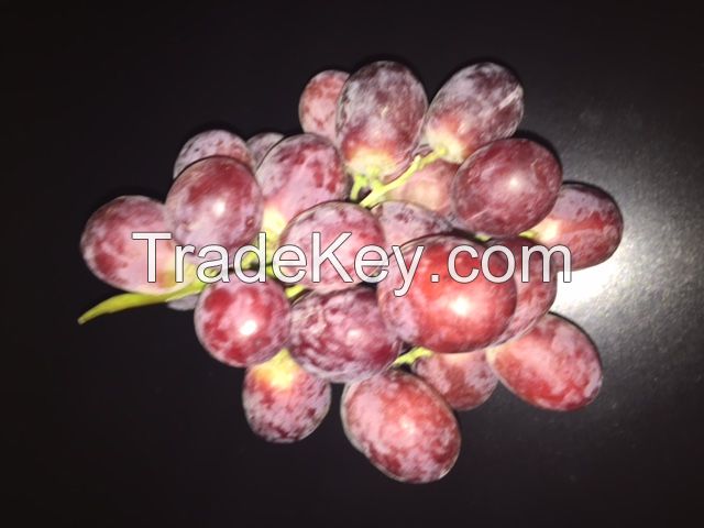 RED GLOBE GRAPES