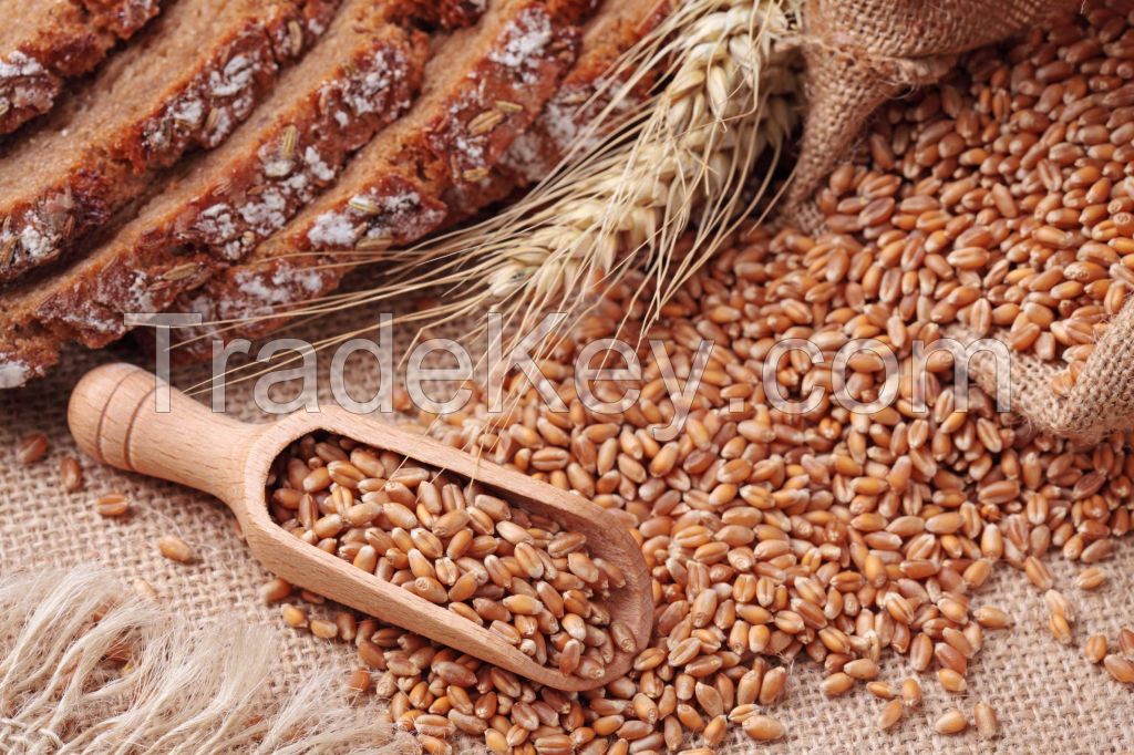 wheat and Wheat Flour Supplier in UAE, Dubai and Gulf Countries