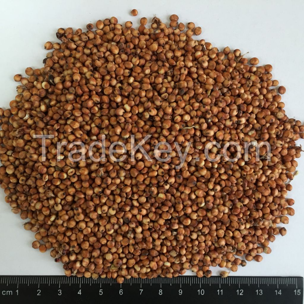 SORGHUM RED