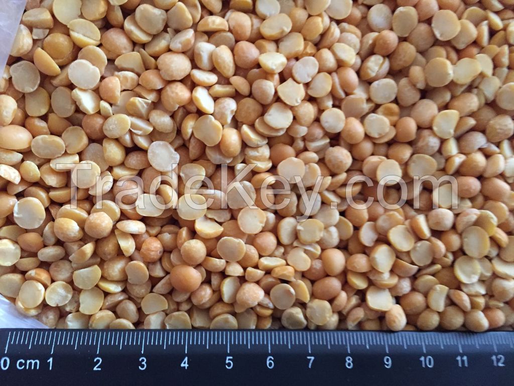 YELLOW SPLIT PEAS