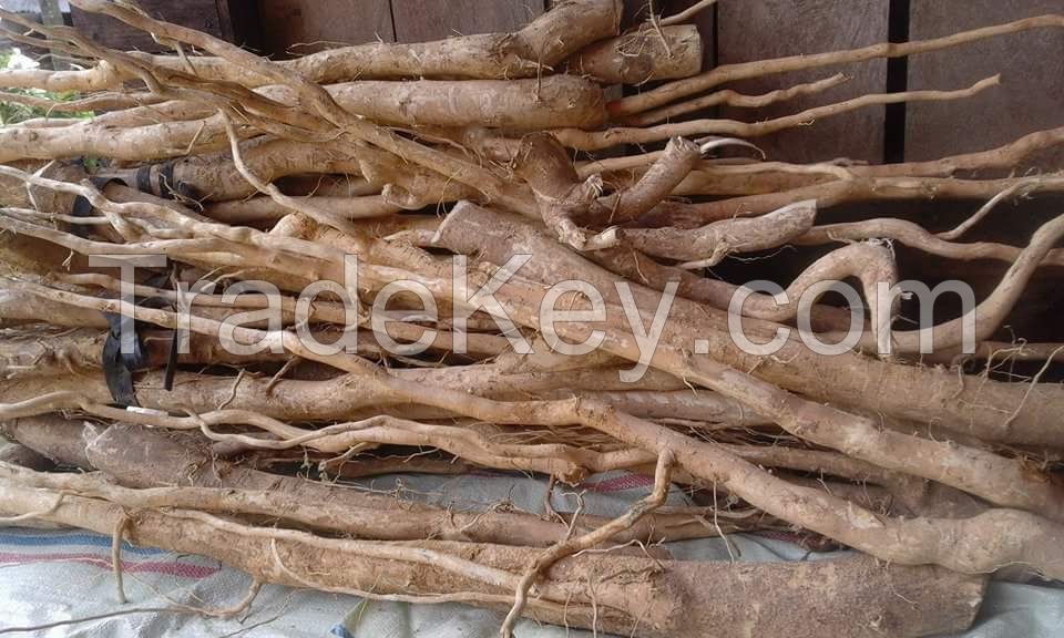 All Natural, Certified Organic, Tongkat Ali Root