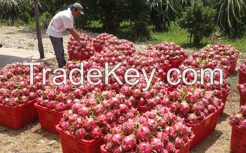 dragon fruit (pitaya) white flesh