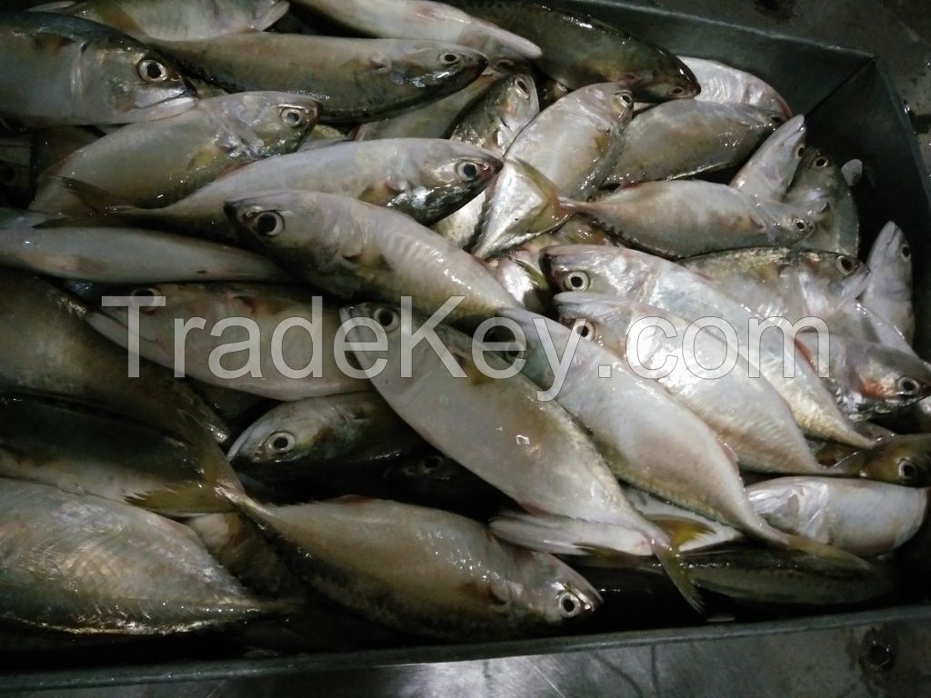 Indian mackerel