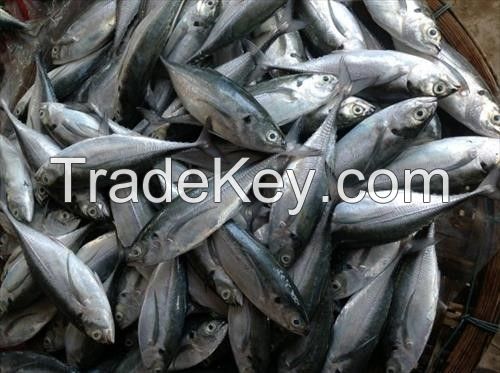 Horse mackerel