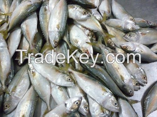 Short body mackerel