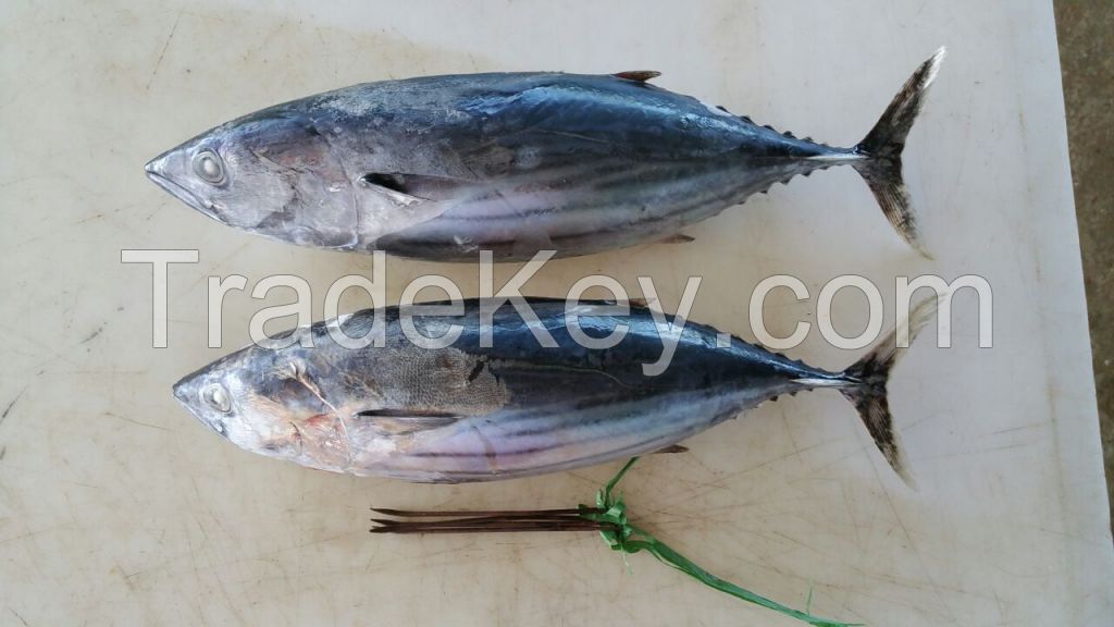 skipjack &amp; yellow fin tuna